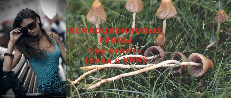 купить  сайты  Елабуга  Галлюциногенные грибы MAGIC MUSHROOMS 